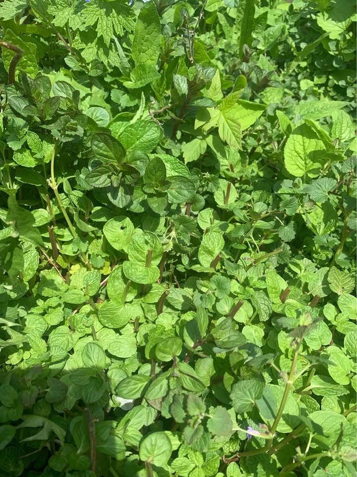 Bundle of mint and peppermint - photo 2