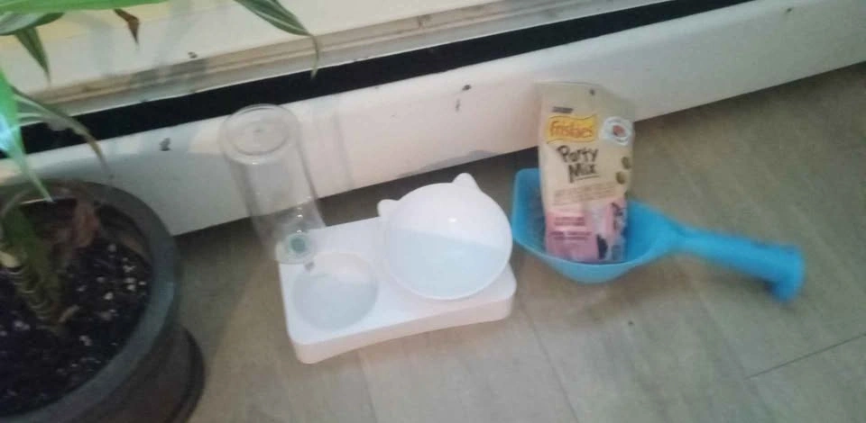 Cat supplies and treats