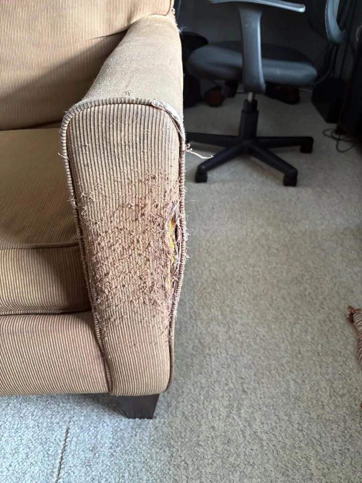 FREE Couch - photo 2