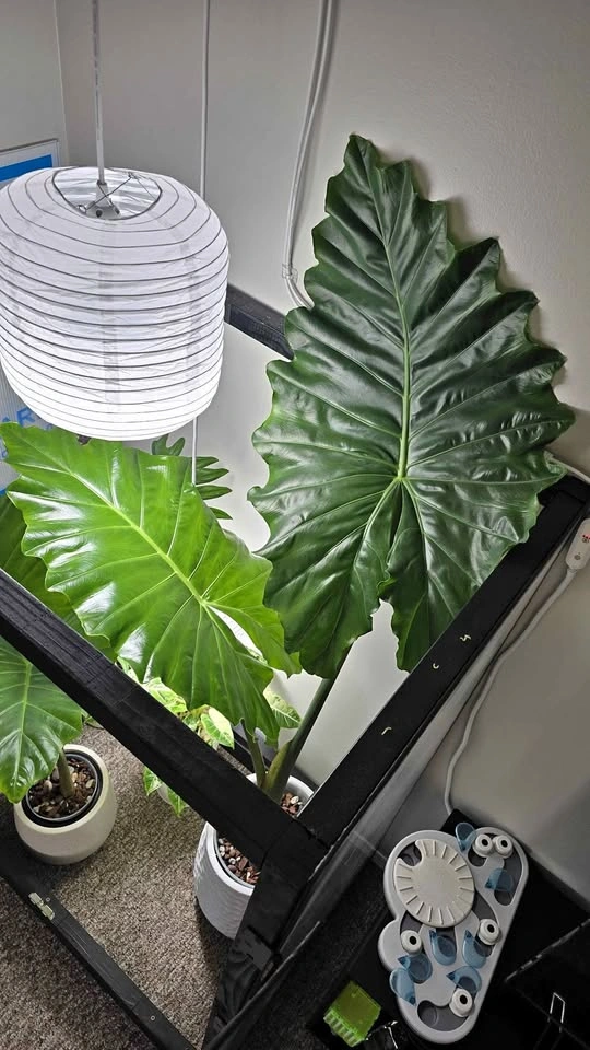 Large Alocasia Elephant Ear Plant