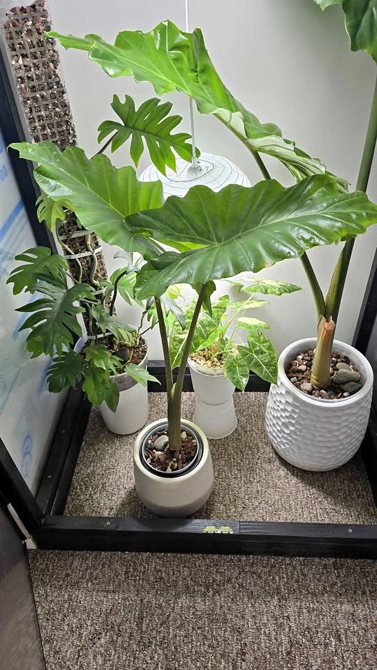 Medium Alocasia Elephant Ear Plant