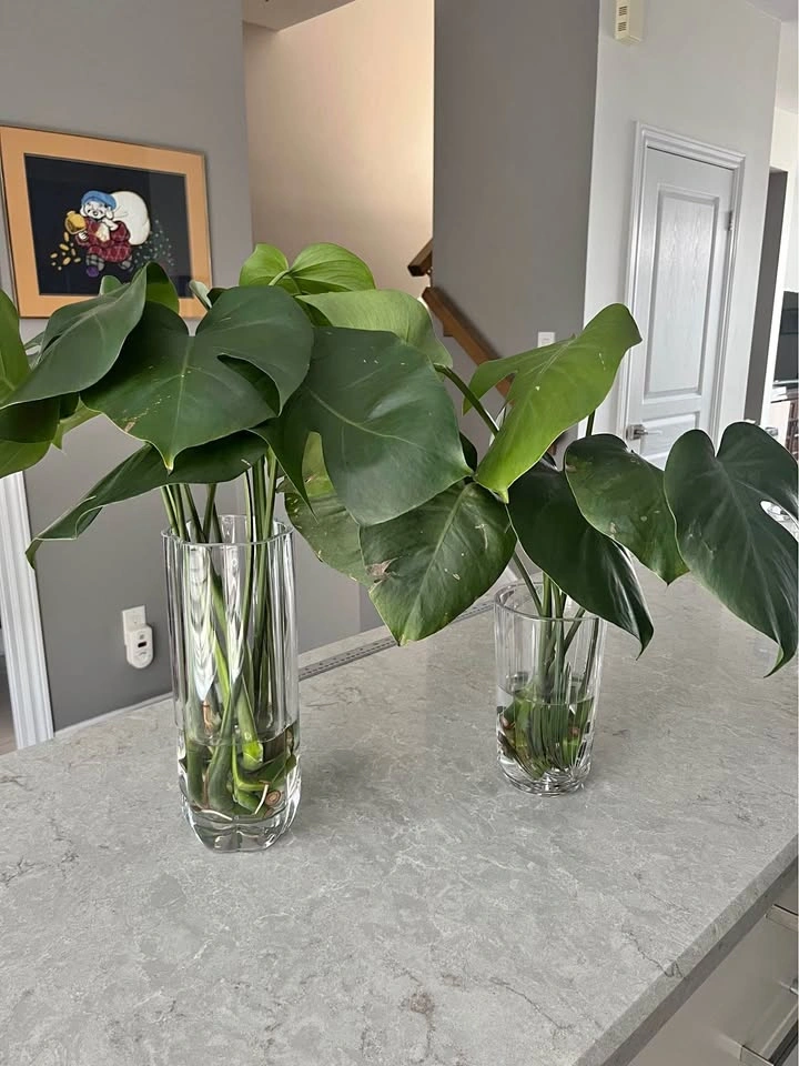 Monstera Plant Cuttings (2 for $15)
