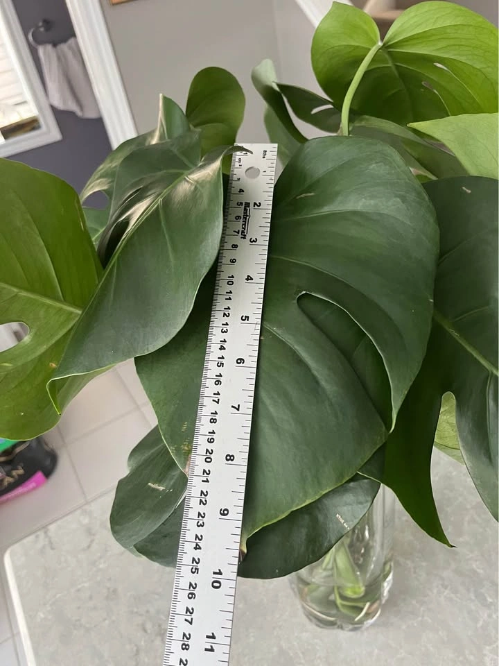 Monstera Plant Cuttings (2 for $15) - photo 2