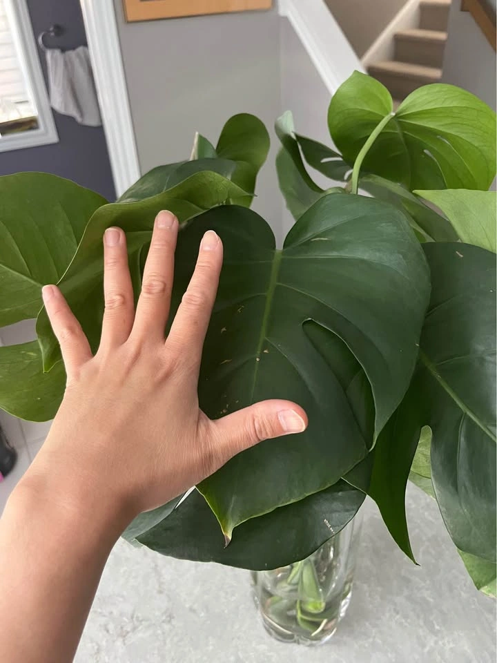 Monstera Plant Cuttings (2 for $15) - photo 3
