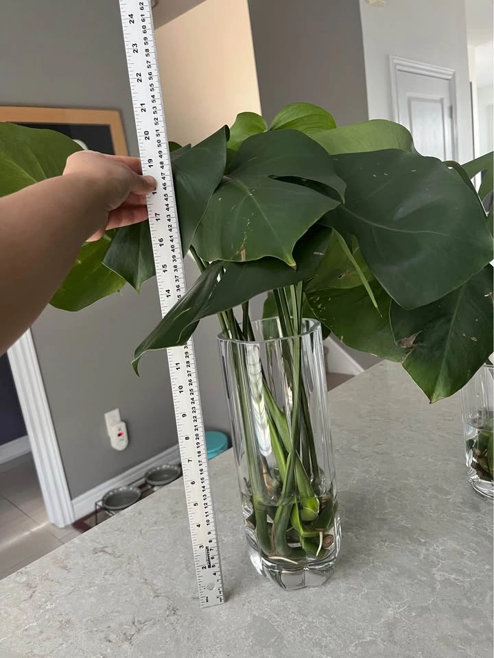 Monstera Plant Cuttings (2 for $15) - photo 4