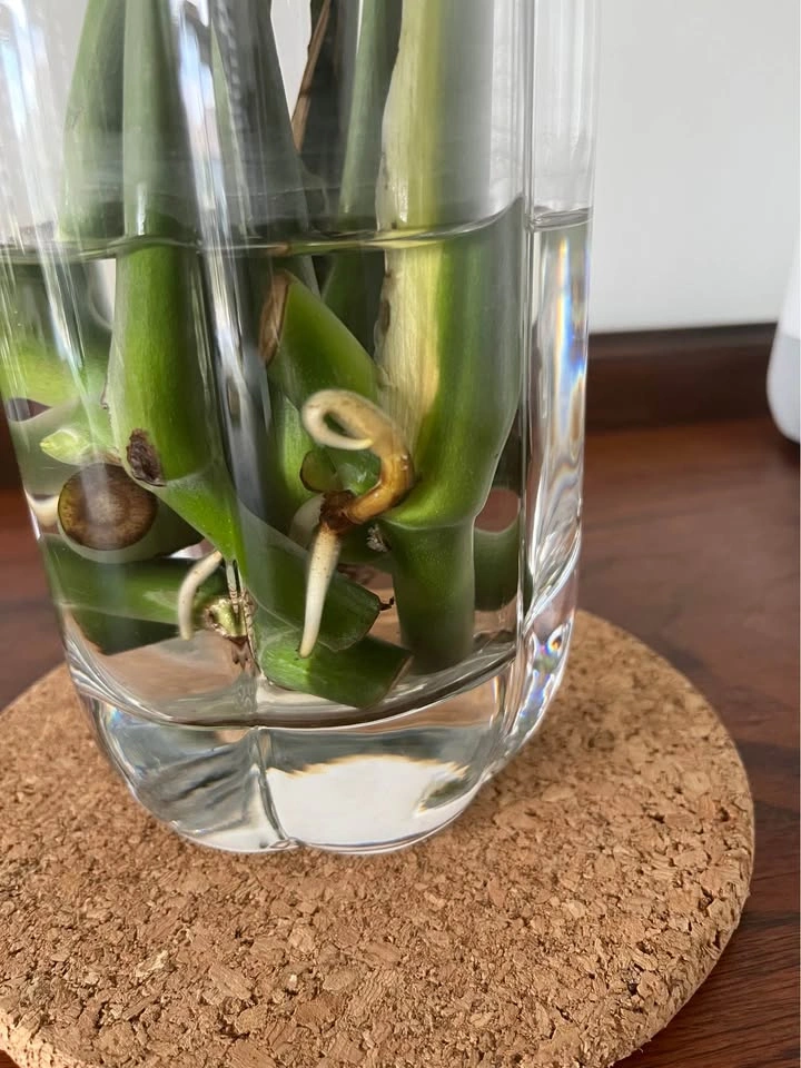 Monstera Plant Cuttings (2 for $15) - photo 5