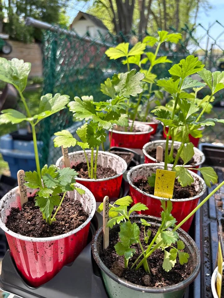 Celery plants for sale