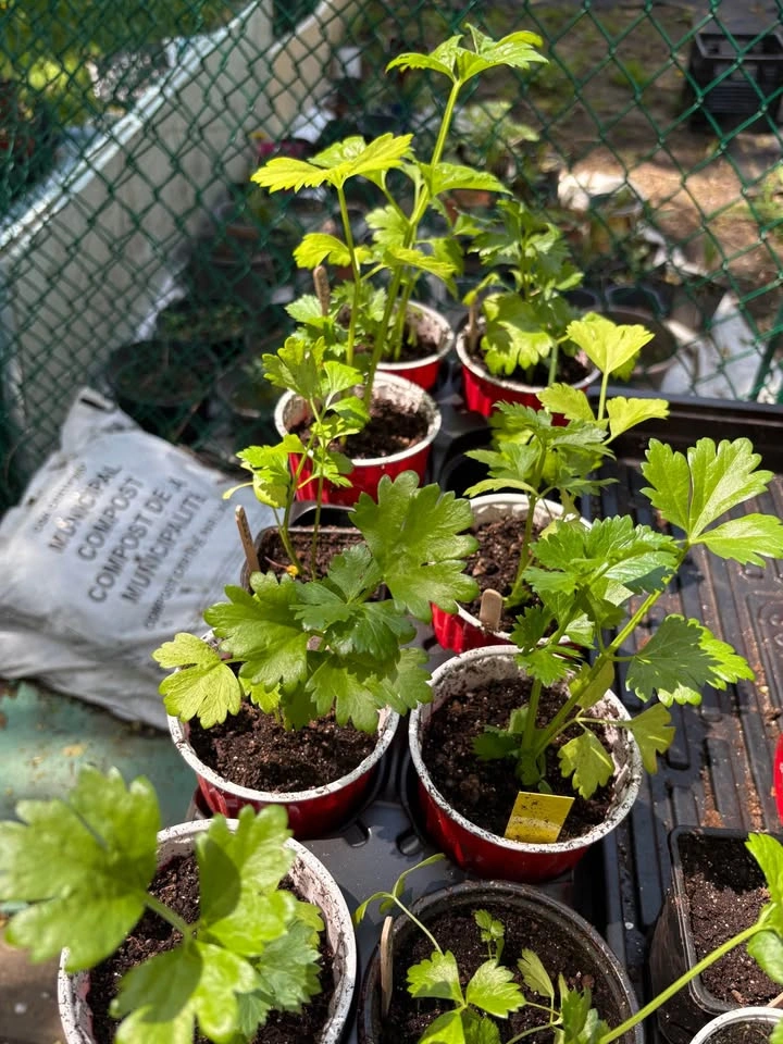 Celery plants for sale - photo 2