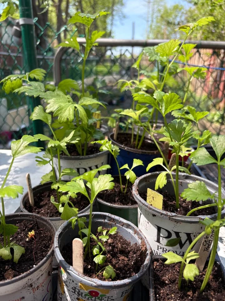 Celery plants for sale - photo 3