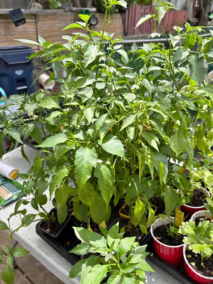 Cayenne Pepper Plants for Sale