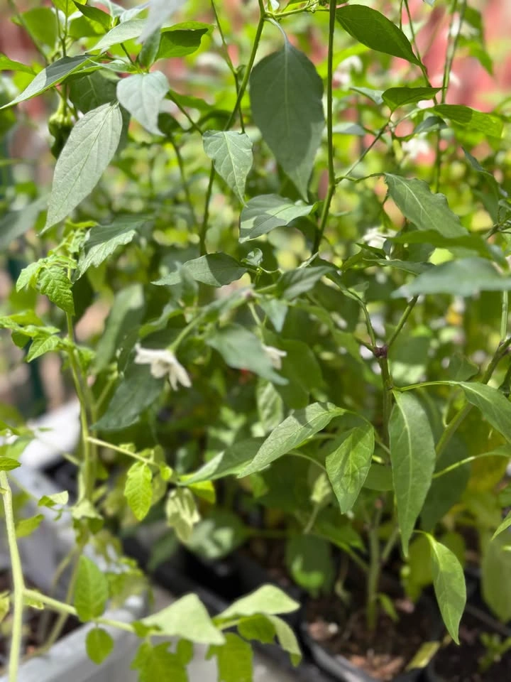 Cayenne Pepper Plants for Sale - photo 2