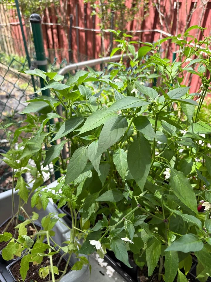 Cayenne Pepper Plants for Sale - photo 3