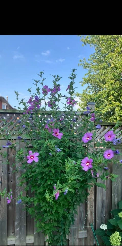 Rose of Sharon Tree/Shrub - Purple Flowers - Mississauga