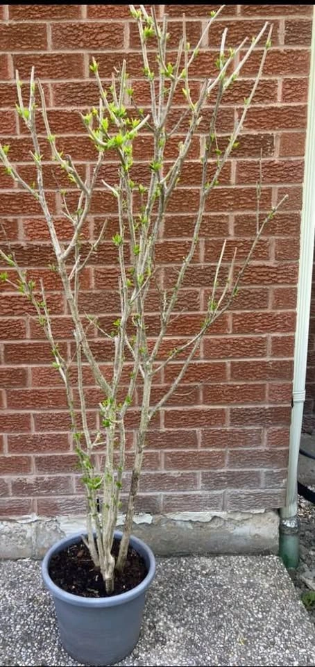 Rose of Sharon Tree/Shrub - Purple Flowers - Mississauga - photo 2