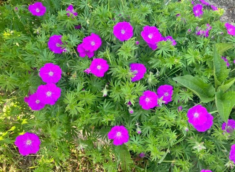 🌸 Geranium of magenta-purple Perennial @Mississauga🌸