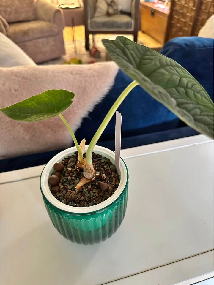 Alocasia Melo in pon house plant