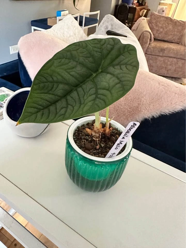 Alocasia Melo in pon house plant - photo 2