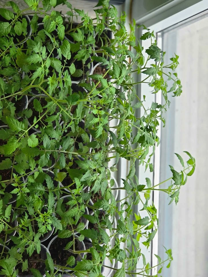 $1 or PWYC Organic Cherry Tomato Plant Starters - photo 2