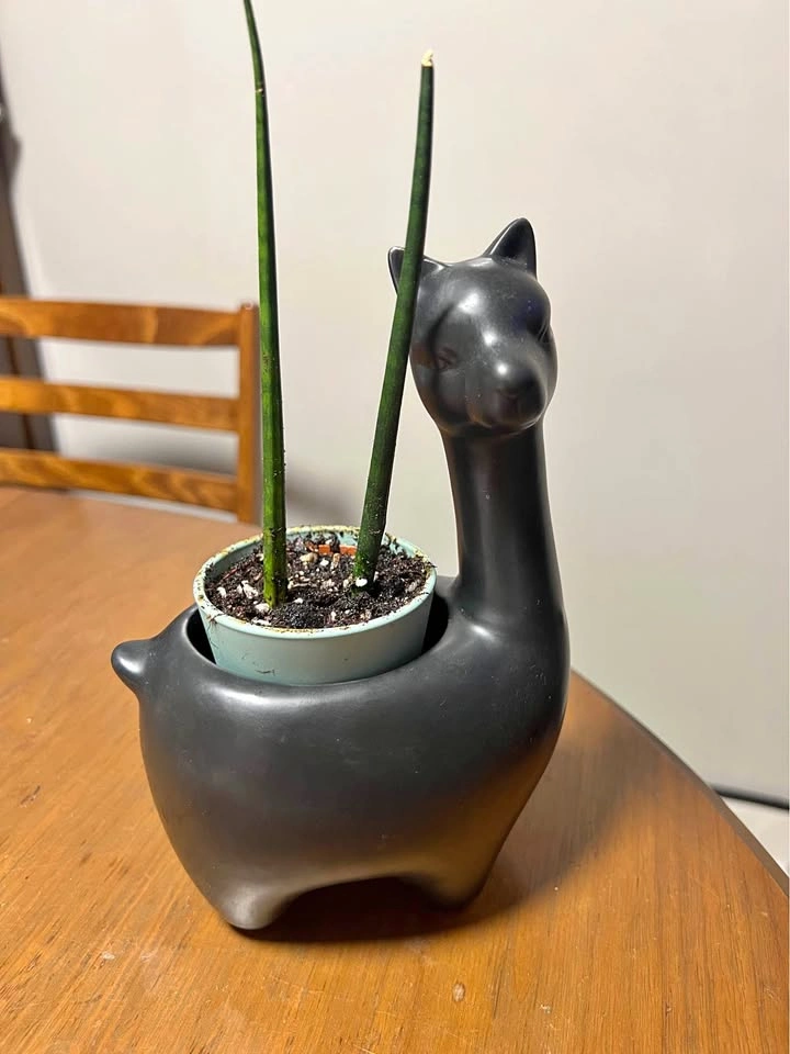 Llama planter for succulents