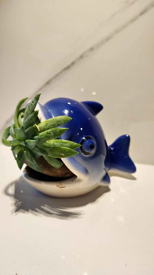 Dolphin upcycled planter with succulent