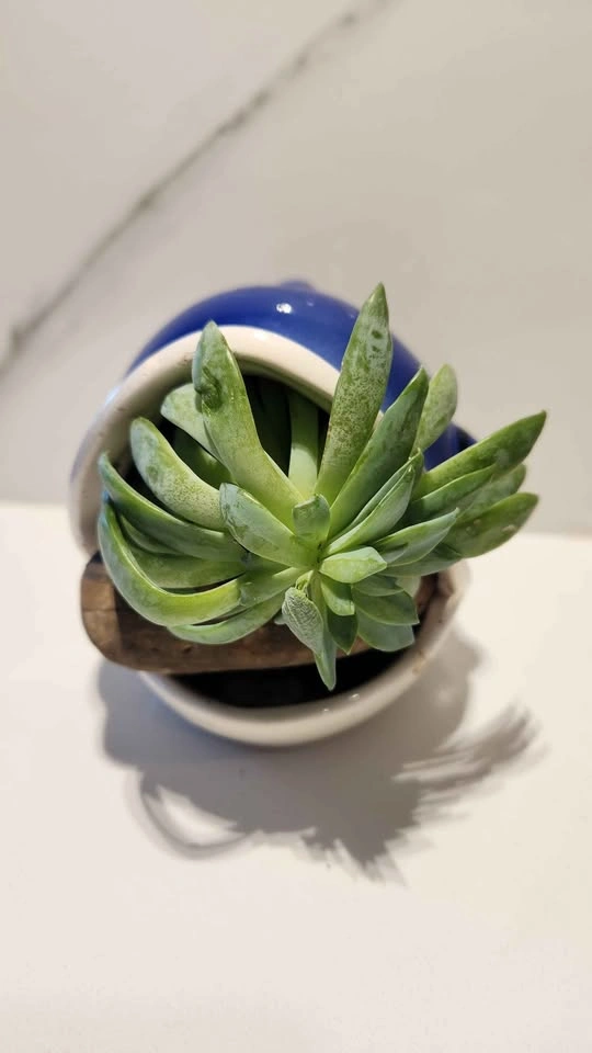 Dolphin upcycled planter with succulent - photo 3