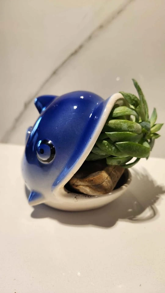 Dolphin upcycled planter with succulent - photo 4
