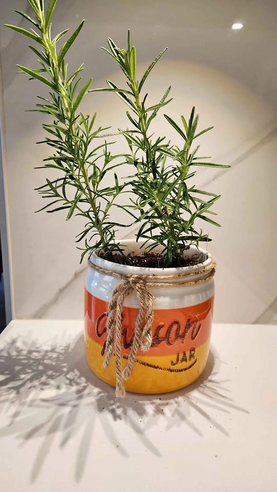 Upcycled Canister w/ Rosemary Plant - Yellow/Orange Stripes