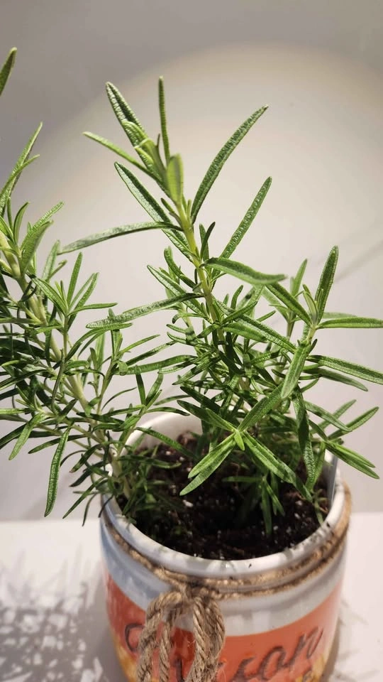 Upcycled Canister w/ Rosemary Plant - Yellow/Orange Stripes - photo 4