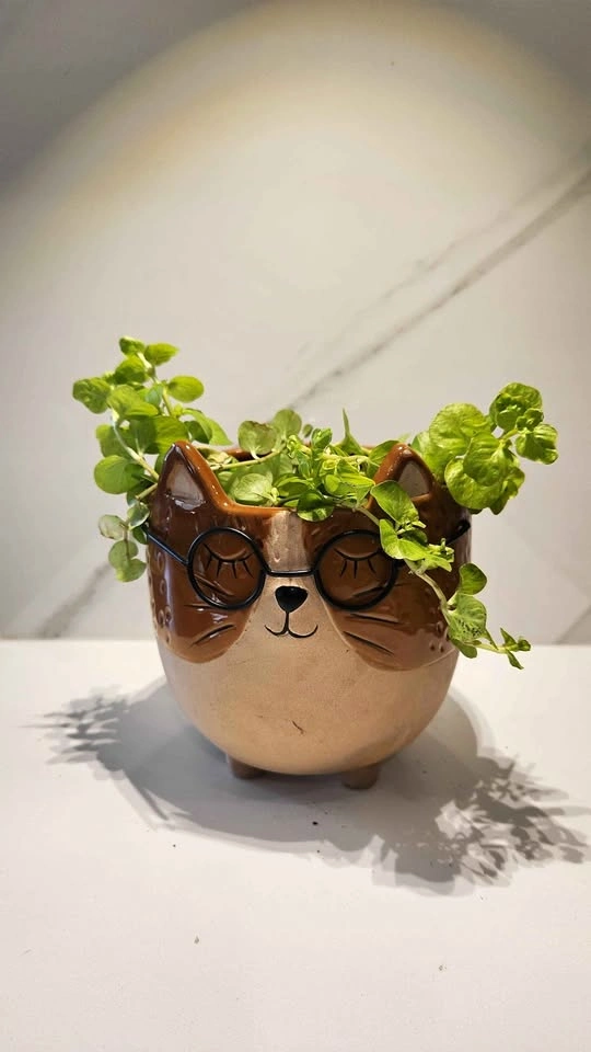 Cat planter with Creeping Jenny plant