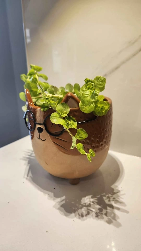Cat planter with Creeping Jenny plant - photo 2