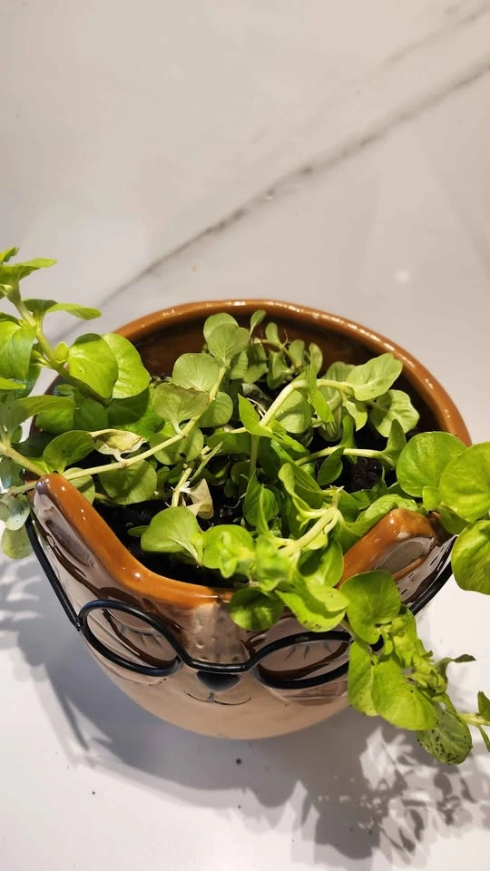 Cat planter with Creeping Jenny plant - photo 3