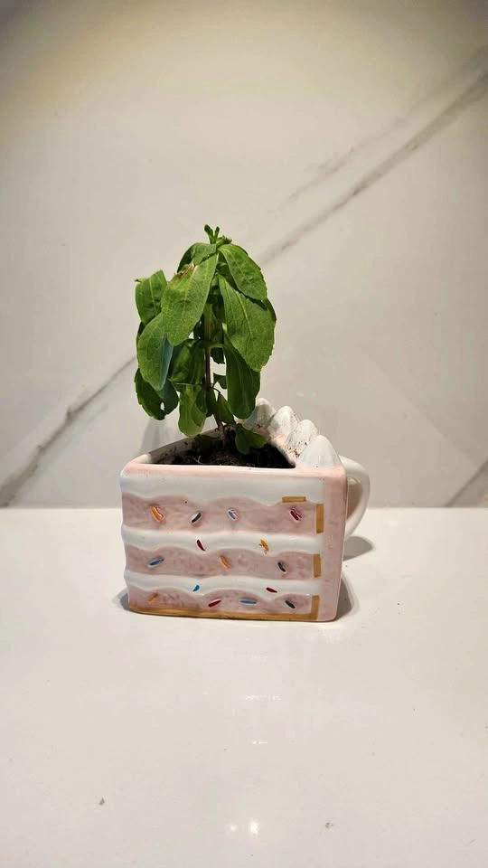 Upcycled Slice of Cake Mug with Stevia Plant