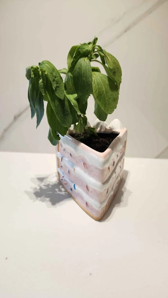 Upcycled Slice of Cake Mug with Stevia Plant - photo 2
