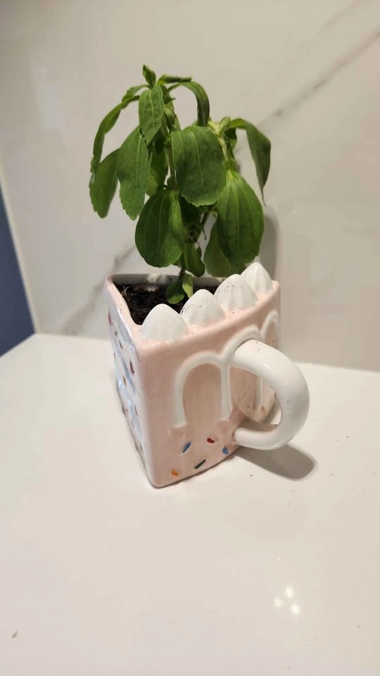 Upcycled Slice of Cake Mug with Stevia Plant - photo 3