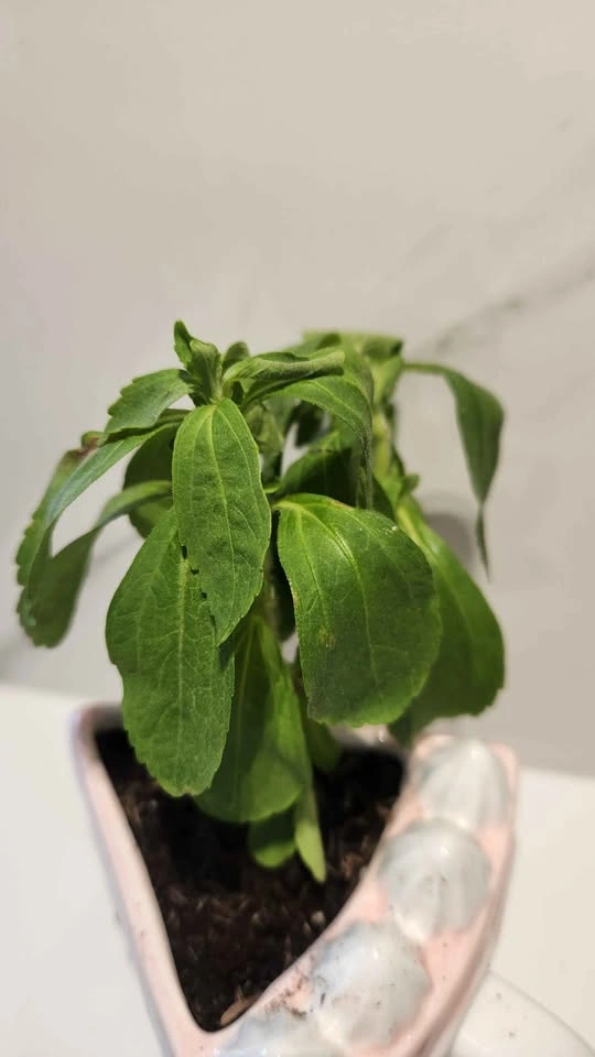 Upcycled Slice of Cake Mug with Stevia Plant - photo 4