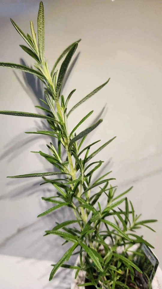 Upcycled Sunflower Canister with Rosemary Plant - photo 3