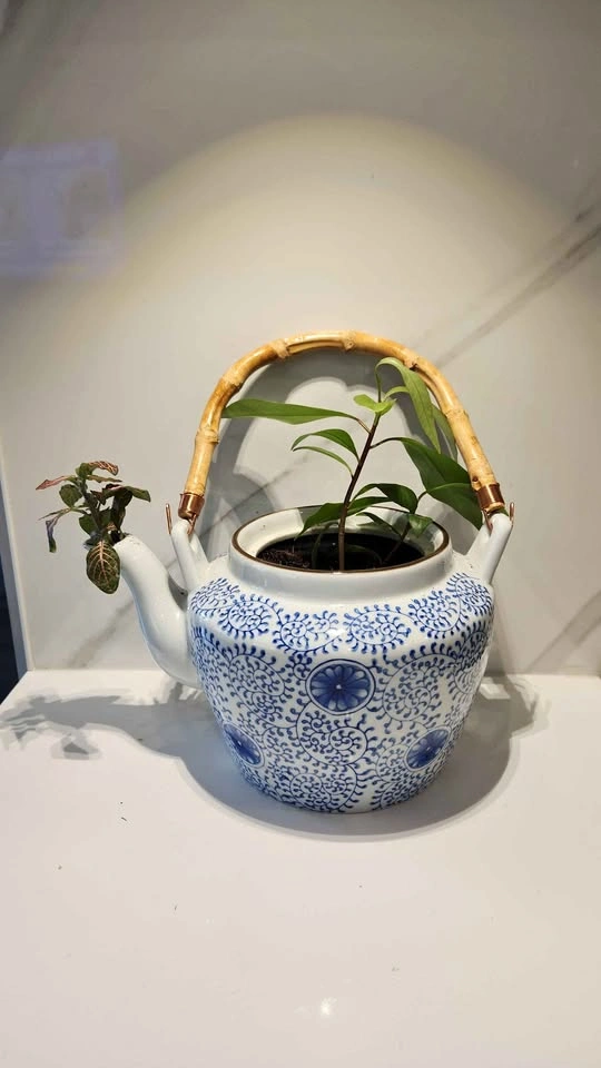 Upcycled teapot with plants