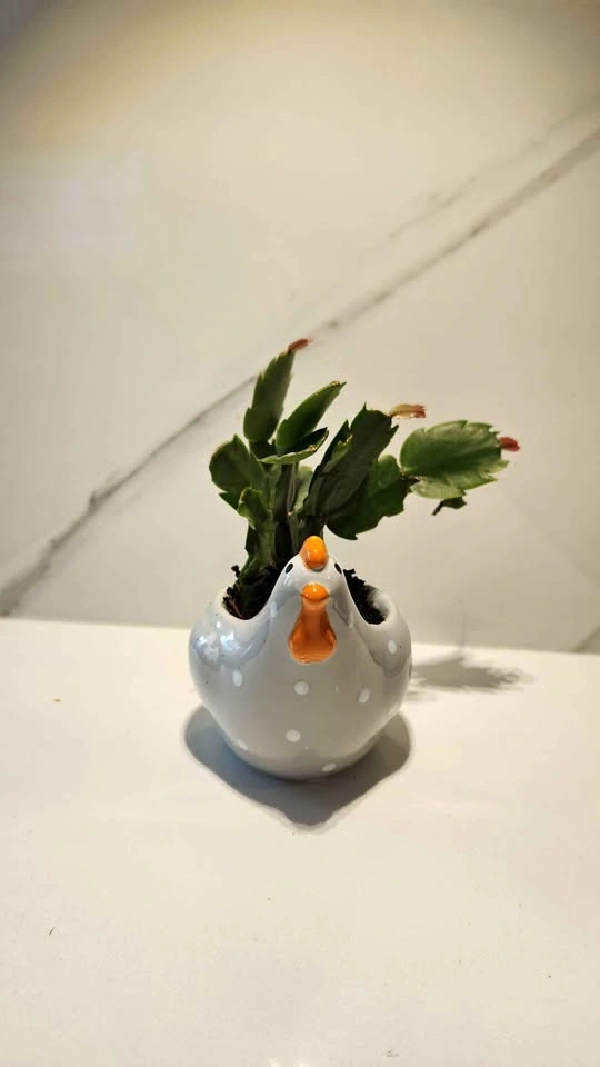 Hen upcycled planter with plant