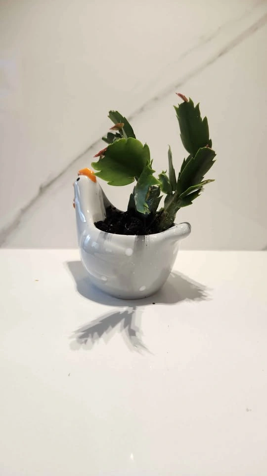 Hen upcycled planter with plant - photo 4