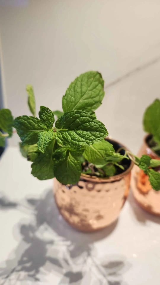 Copper mug planters with mint plant - photo 3