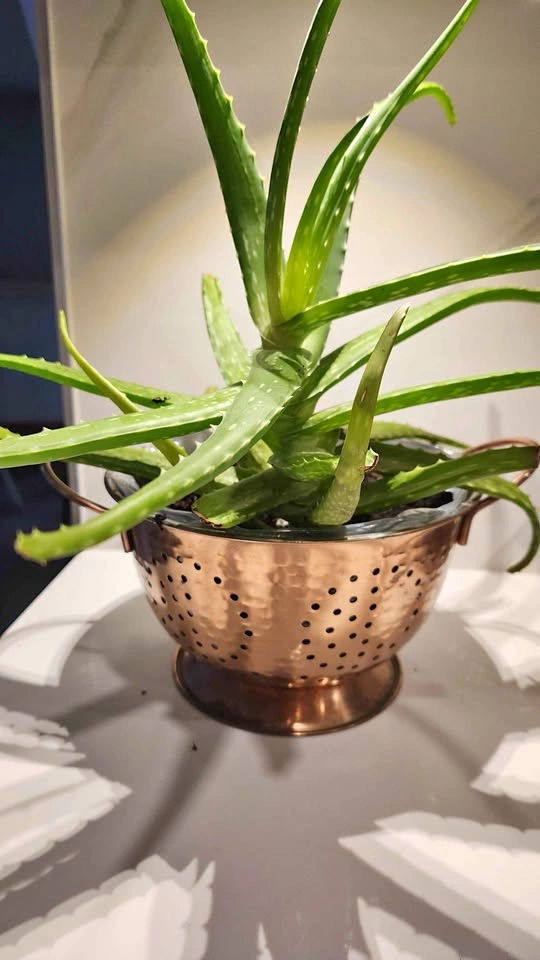 Copper colander with large aloe vera plant
