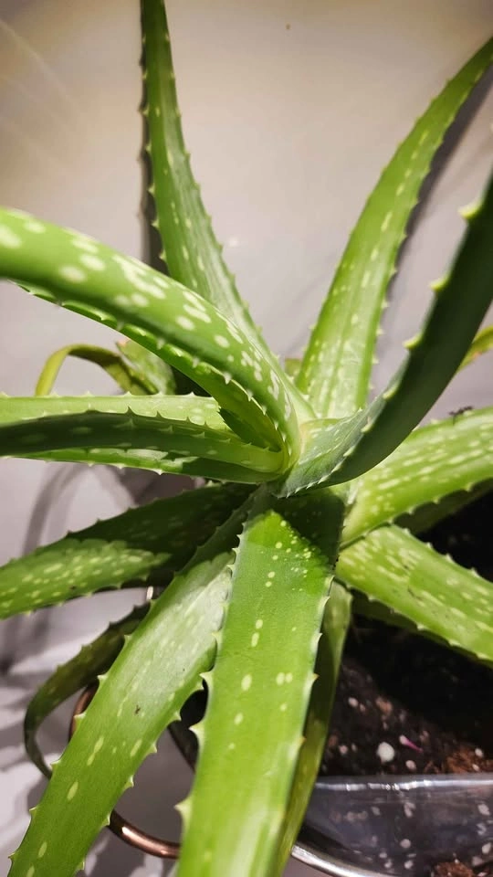 Copper colander with large aloe vera plant - photo 2