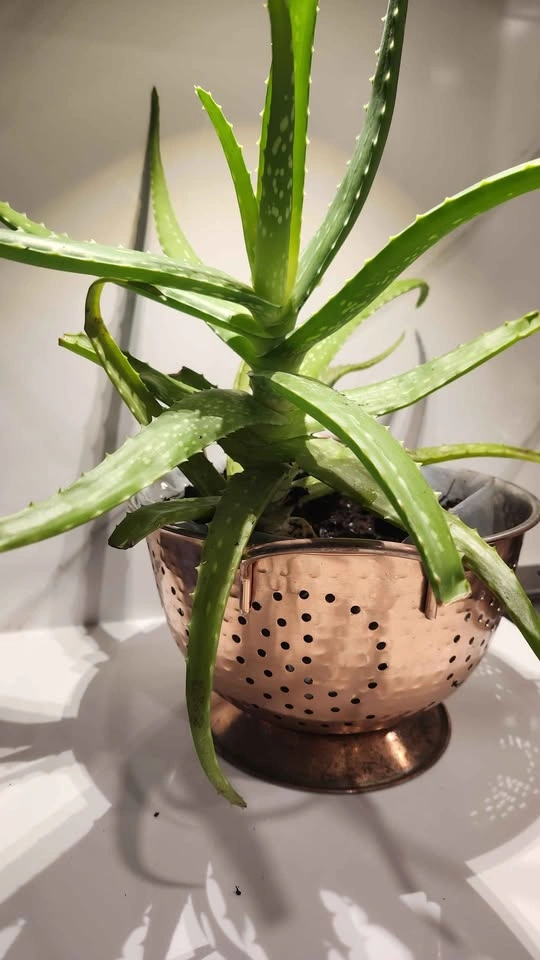 Copper colander with large aloe vera plant - photo 3