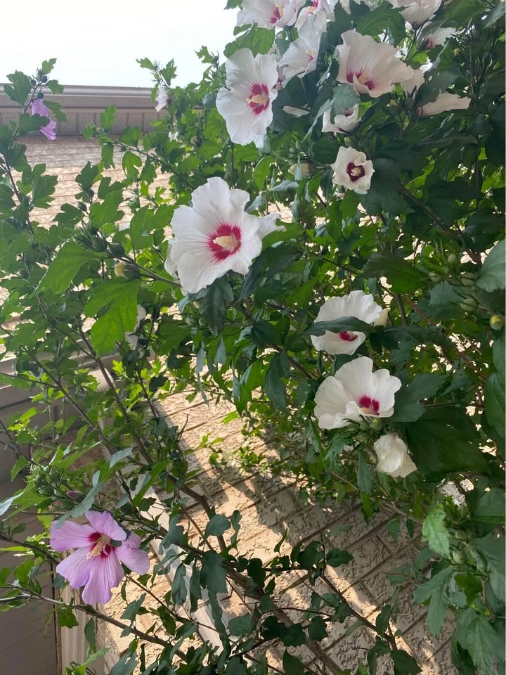 10 Seeds of ROSE OF SHARON HIBISCUS Plant Flowers - photo 3