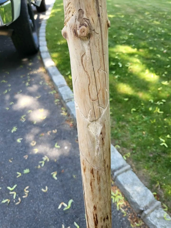 Poplar Walking Stick - photo 4