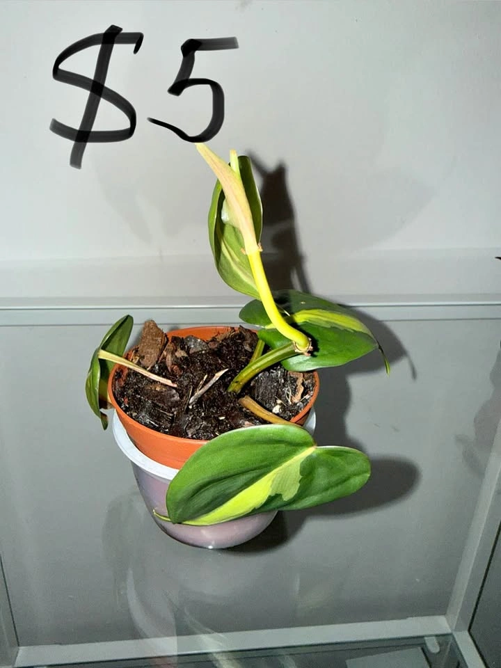 Houseplants