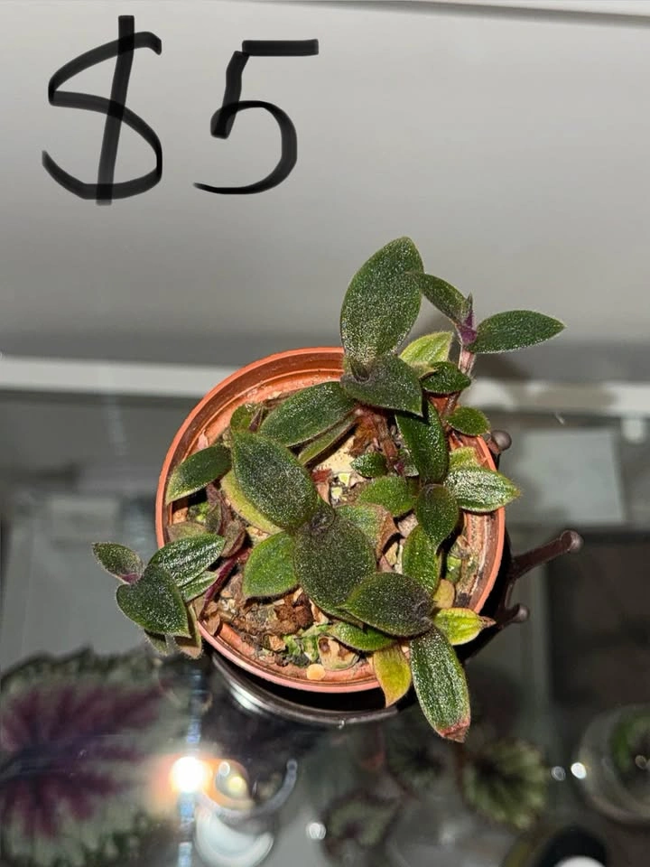 Houseplants - photo 2