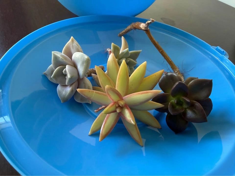Houseplants - photo 3