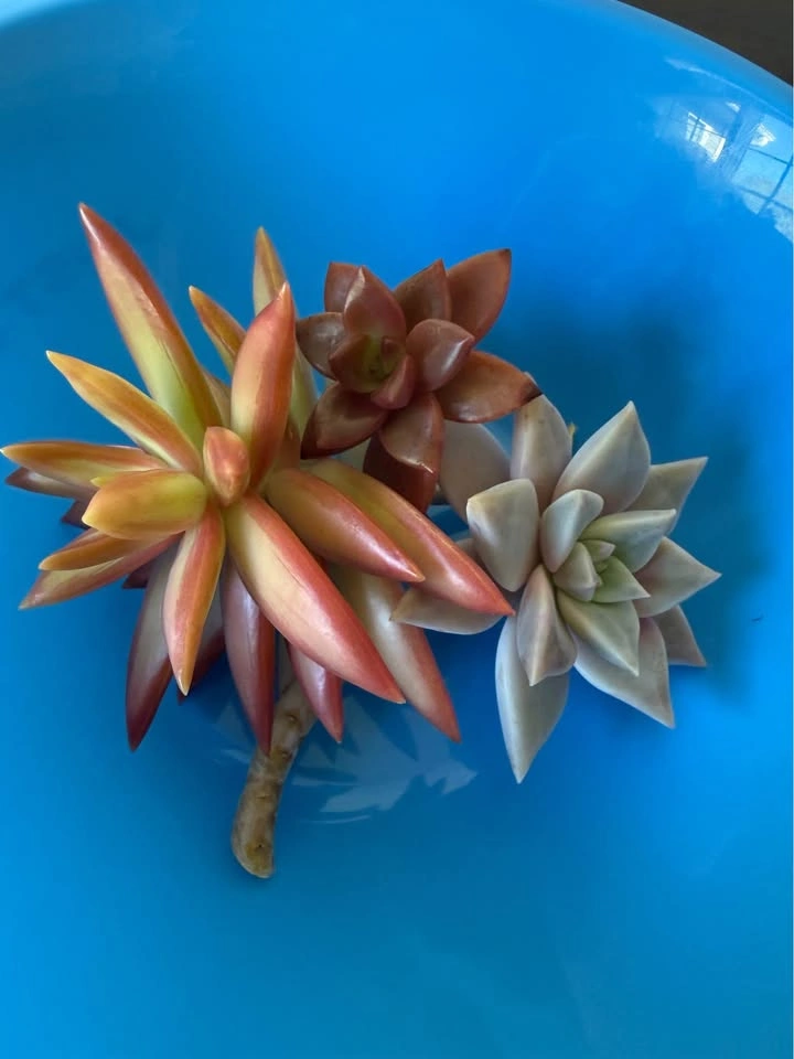 Houseplants - photo 4