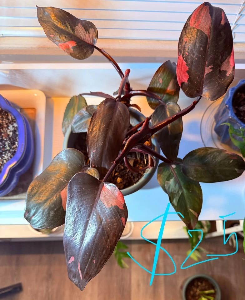 Houseplants - photo 5